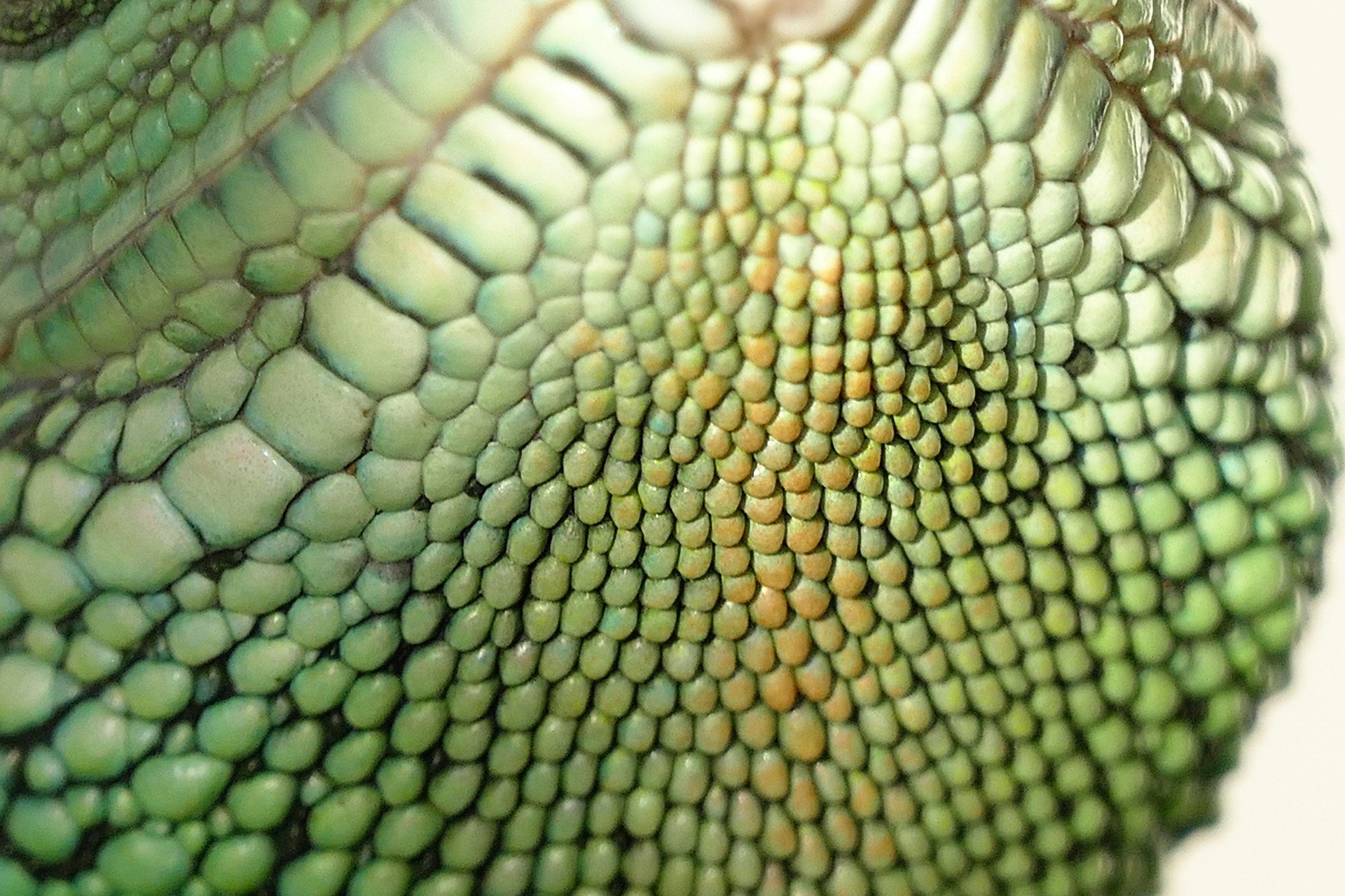 Legwan zielony pokryty jest łuskami na całym ciele. W zależności, od miejsca są one mniejsze lub większe.